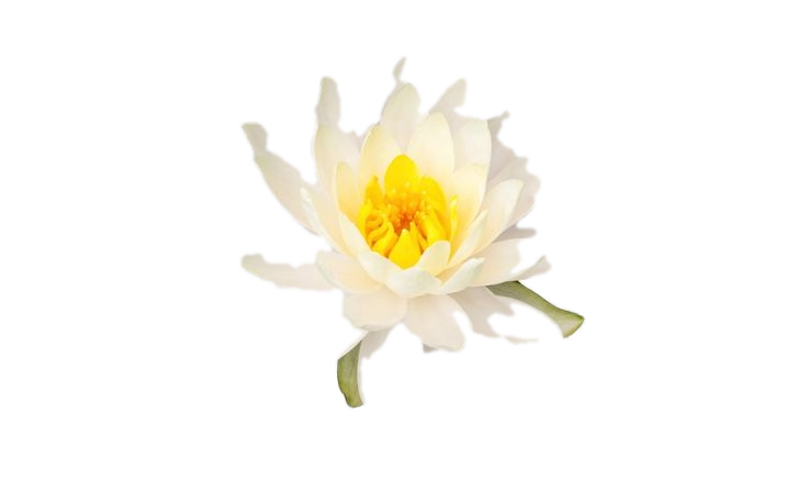 White Lotus