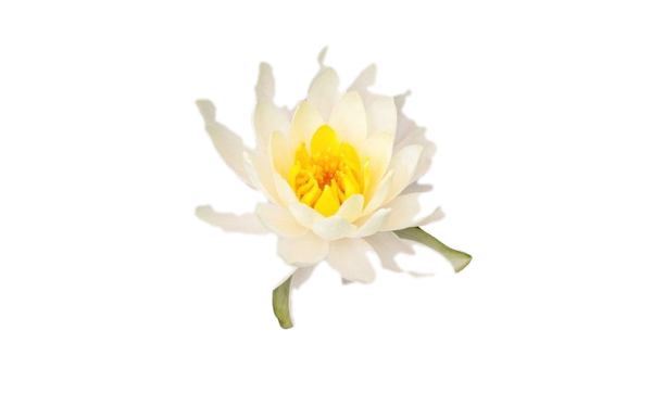 White Lotus